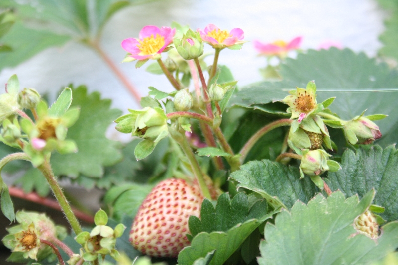 Strawberries (Foto: H.J.Heim)